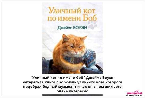 Какие 7 причин говорят о том, что беспородная кошка лучше породистой