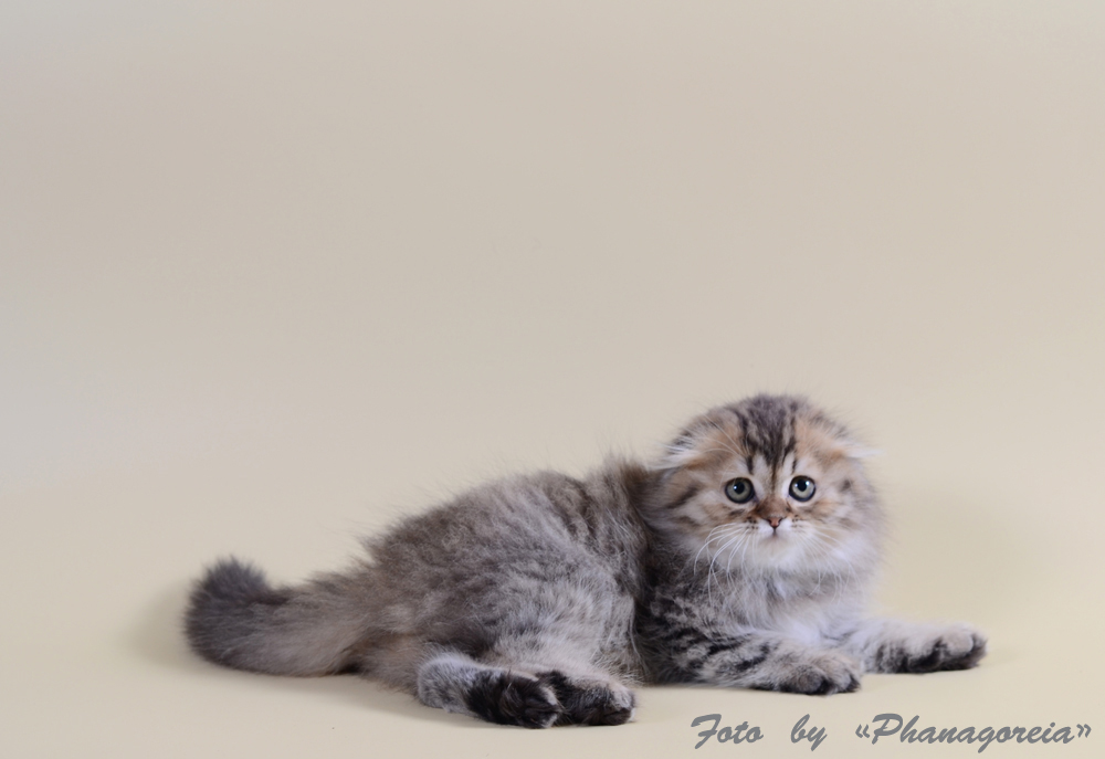 Шотландская вислоухая кошка (скоттиш-фолд)