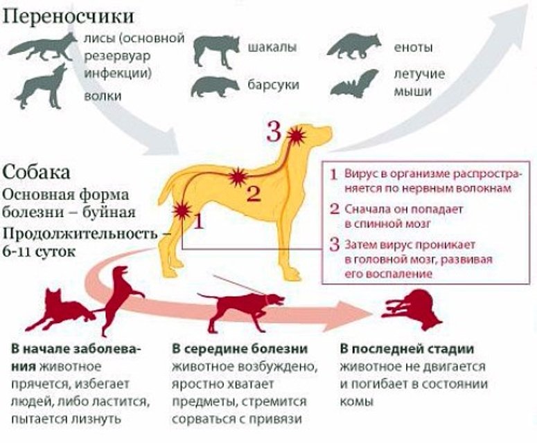 Навальный предостерег приставов от ареста бешеного хомяка зои