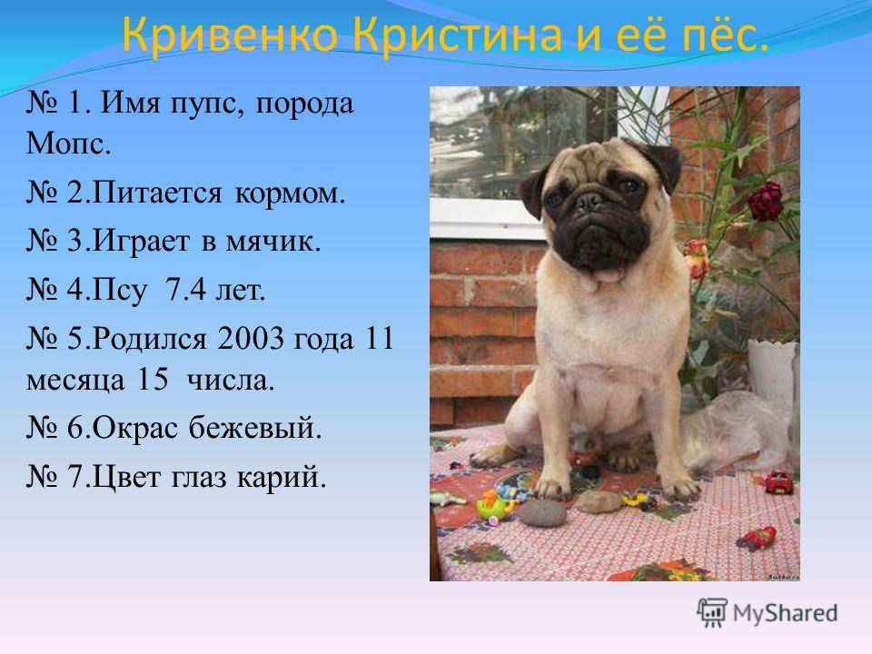 Мопс: характеристика и описание породы