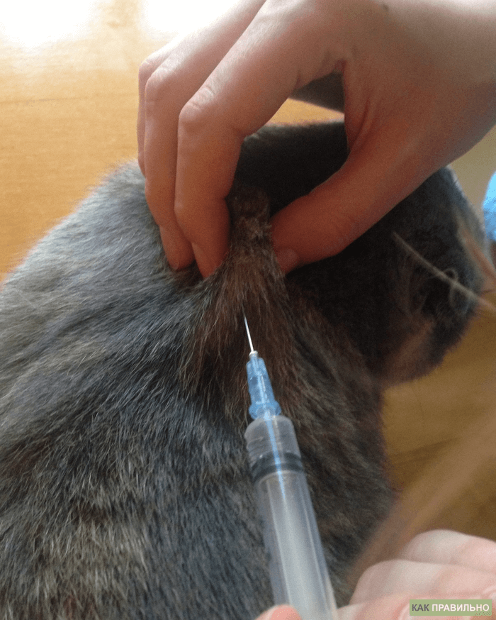 Куда кошке делать укол внутримышечно фото