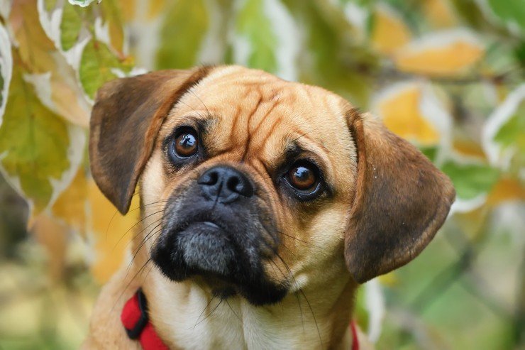 Описание породы собак пагль с отзывами владельцев и фото