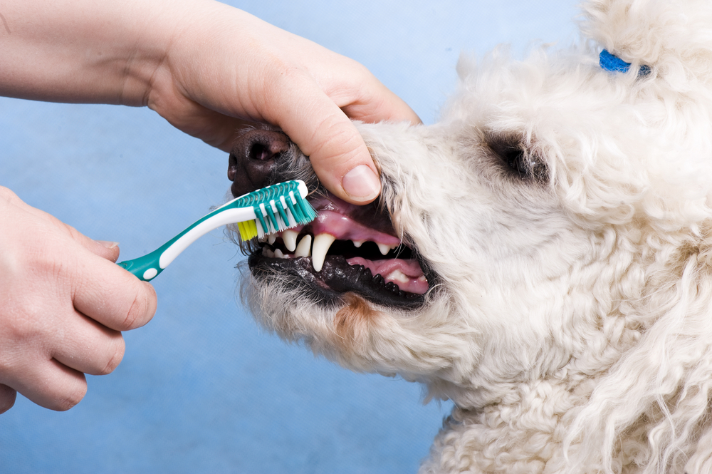 Как почистить зубы собаке в домашних условиях от камня и налета, видео
