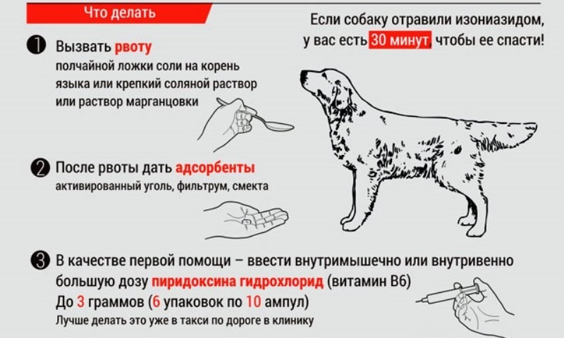 Собака задыхается, хрипит, кашляет: причины, что делать, если приступы, подавилась, периодически задыхается - блог о животных - zoo-pet.ru