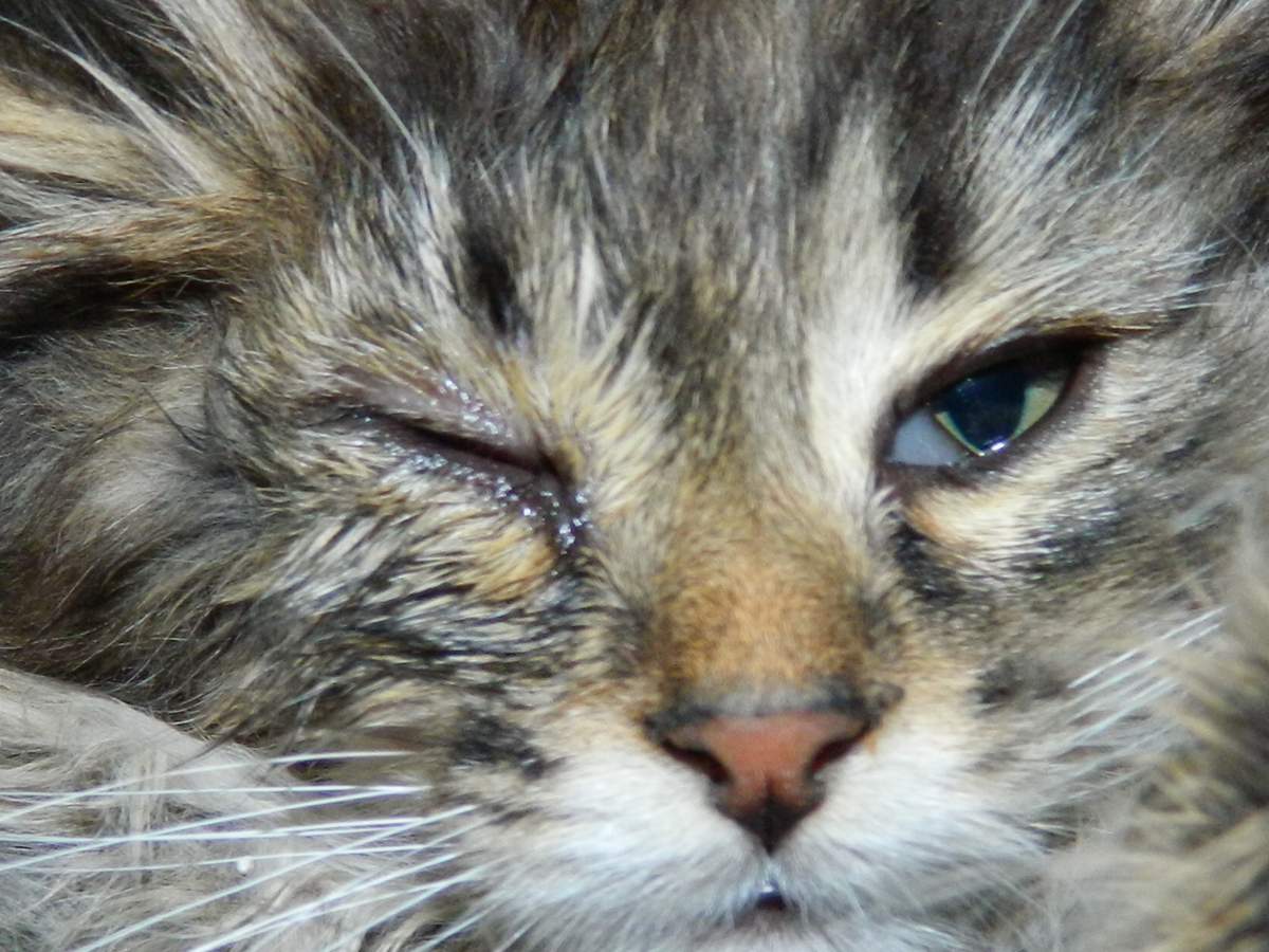 Болезни глаз у кошек: лекарства, симптомы и лечение