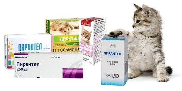 Когда, как и чем проглистогонить котёнка?