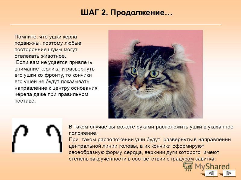 Американский кёрл