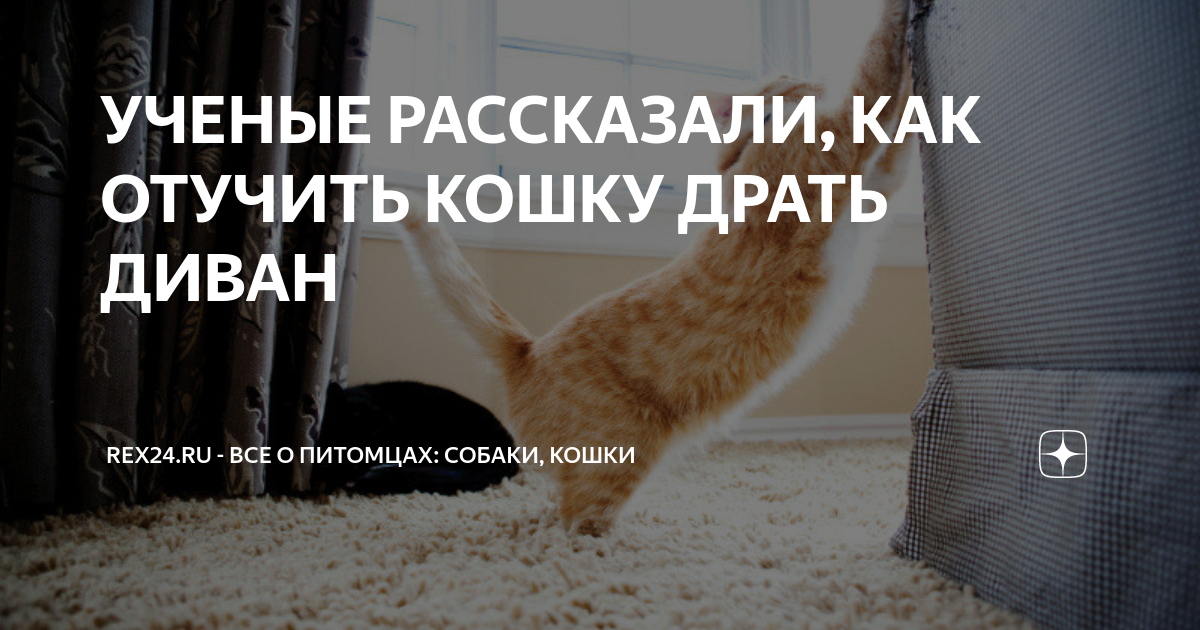 Как отучить кота драть диван