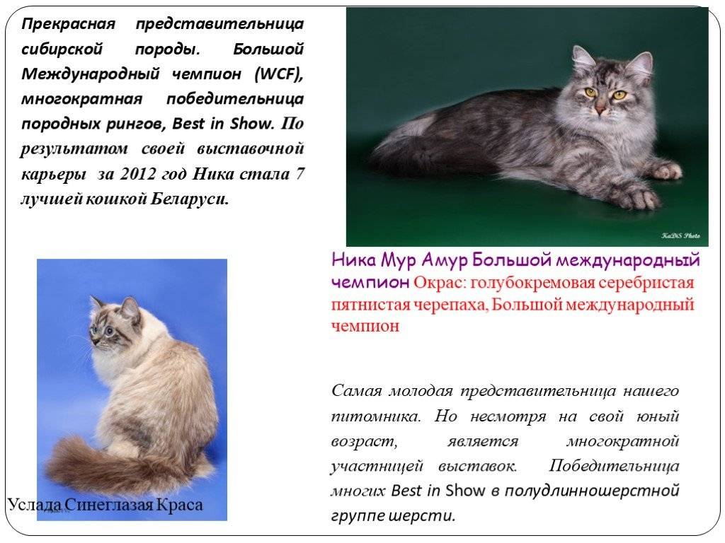 Сибирская маскарадная – красивая кошка в колор-пойнтовой маске