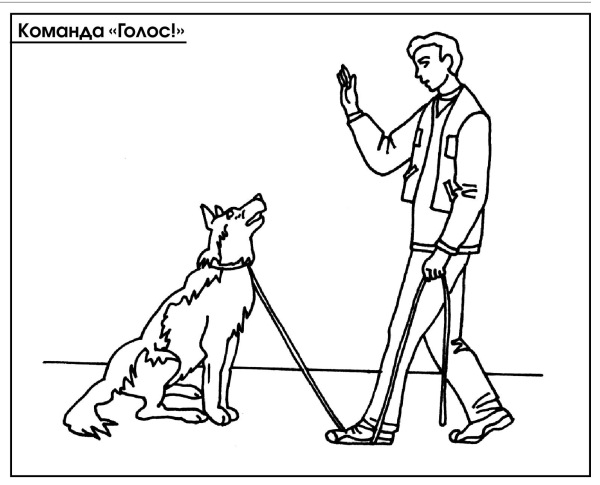 Обучение собак команде «рядом»: дрессировка хождения на поводке и без него