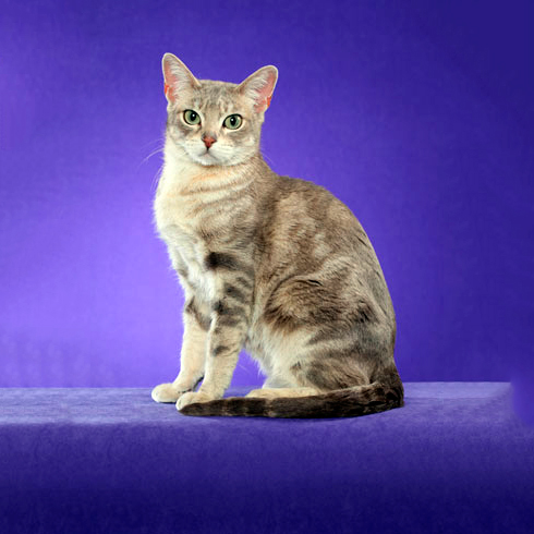 Австралийская дымчатая кошка: описание, характер, фото, цена, содержание