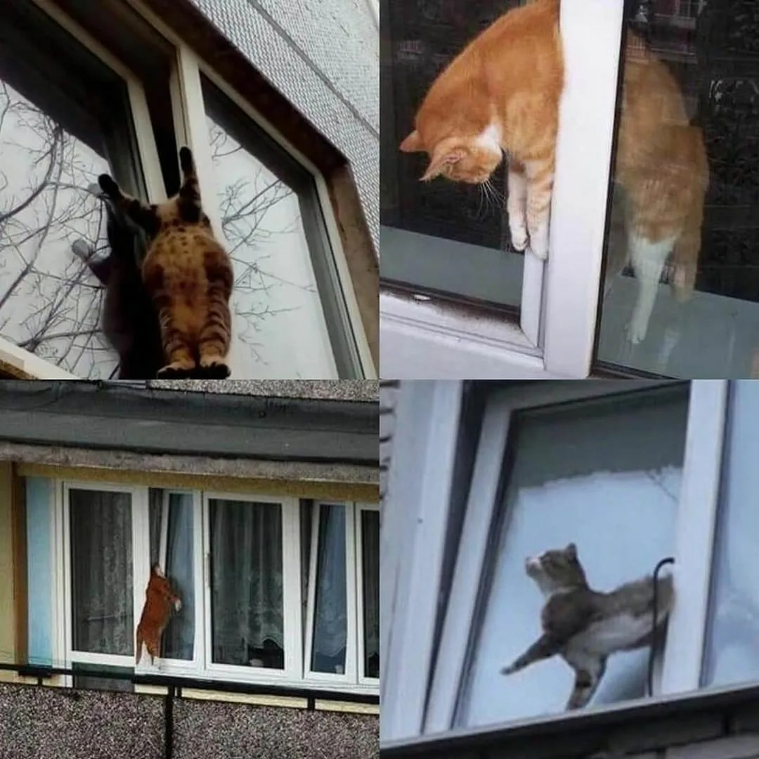 Падение с высоты кошки или кота - что делать, если кошка упала из окна?