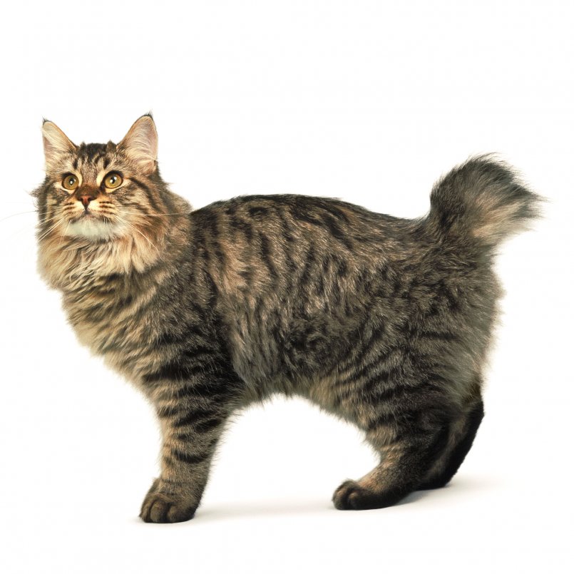 Кот без хвоста: породы и названия