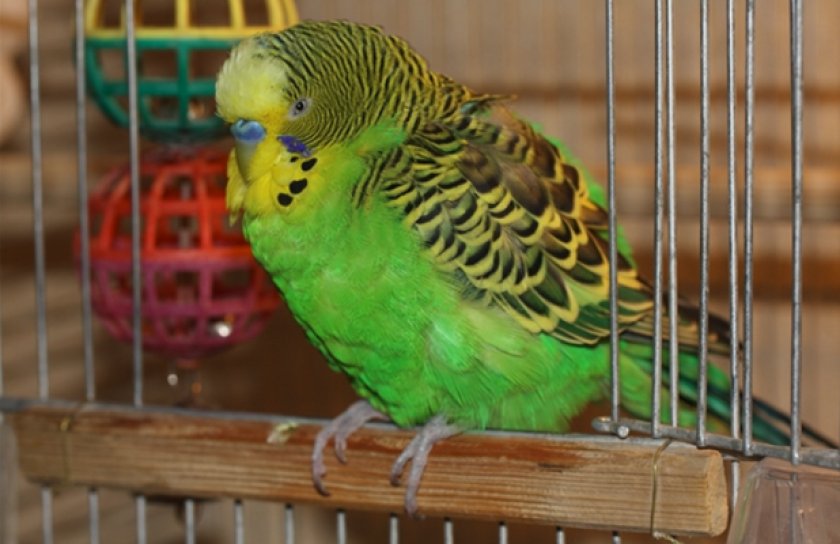 Как лечить волнистых попугаев при домашних условиях