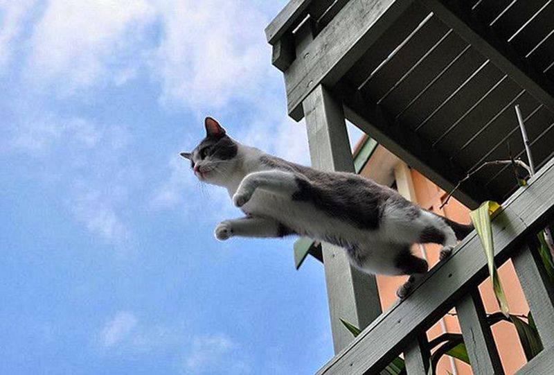 7 способов, как уберечь кота от падения из окна