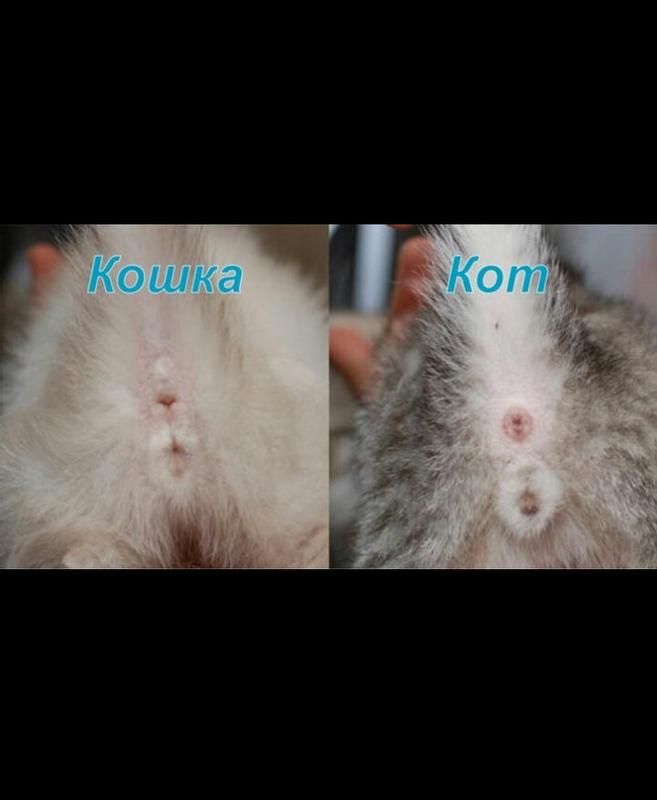 Как понять беременна ли кошка