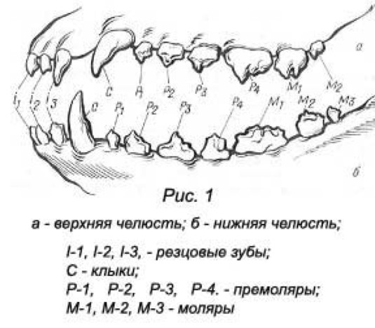 Молочные зубы у собак схема выпадения