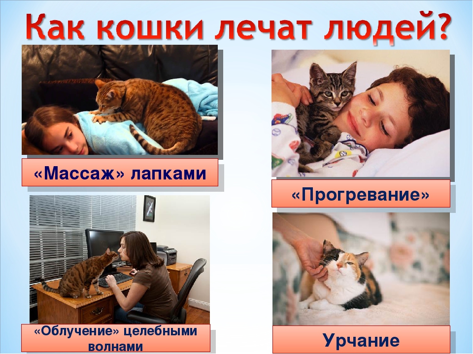 Как коты и кошки лечат людей, какие болезни излечивают кошки