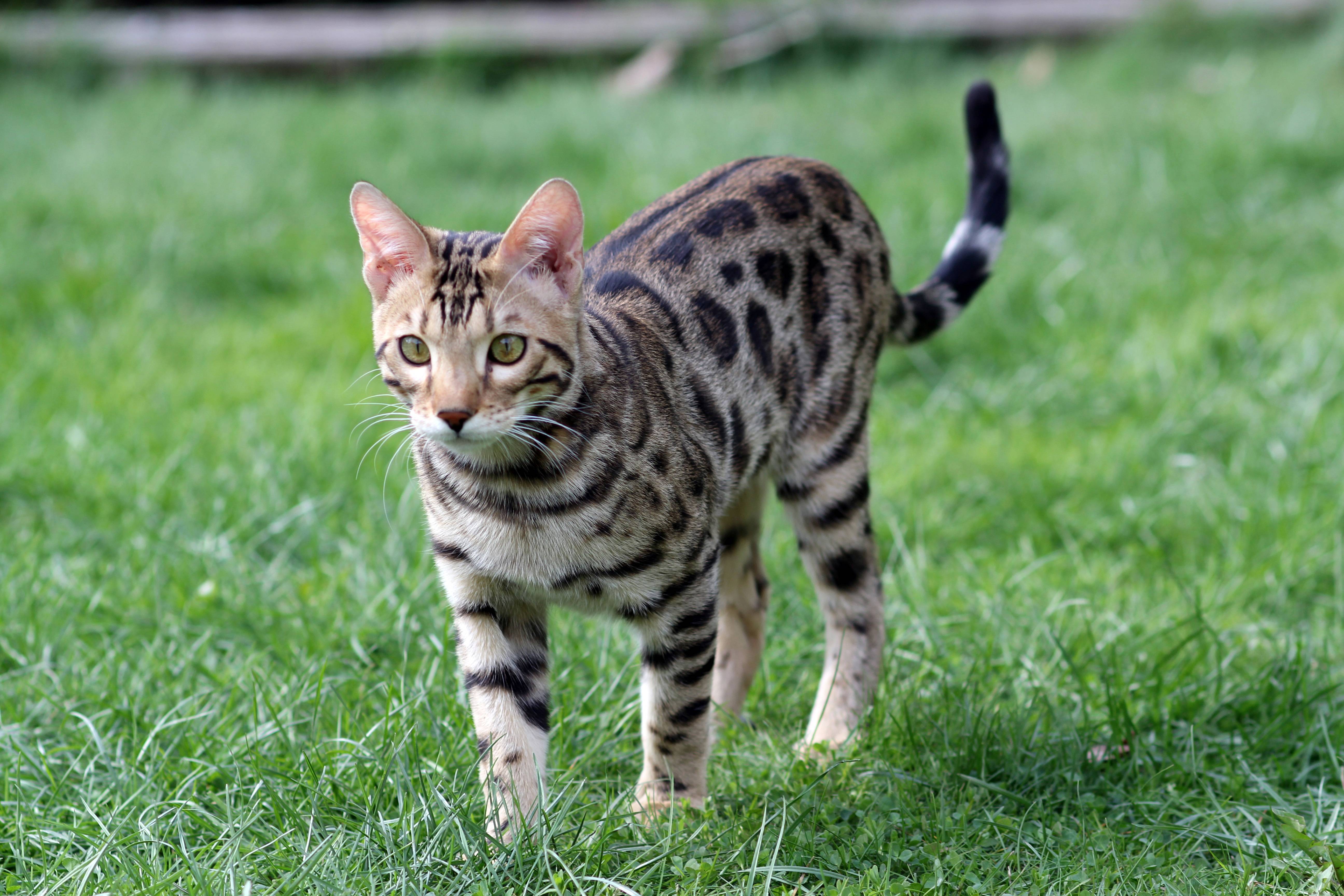 Рассмотрите фотографию кошки дикого окраса породы бенгальская. Кошка породы бенгал. Кошка пятнистая Бенгальская. Оцикет полосатый. Бенгальская короткошерстная бенгал.