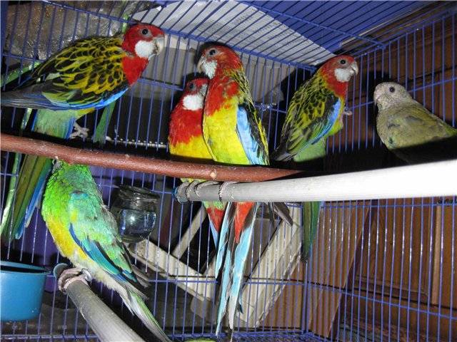 Поведение волнистых попугаев: повадки самца, самки, во время линьки