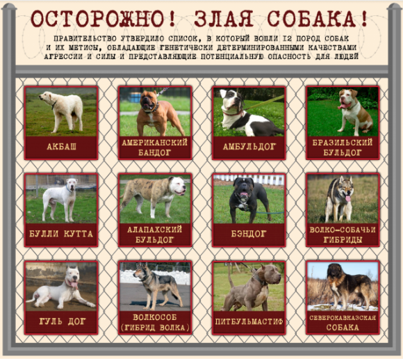 Официальный перечень потенциально опасных и запрещенных пород собак в россии