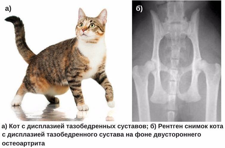 У кота отказали задние лапы: причины, почему кот не может встать, волочит ноги, перед родами, при травме позвоночника, лечение