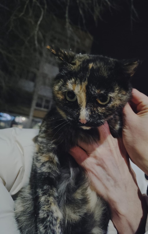Как понять, что говорит кот