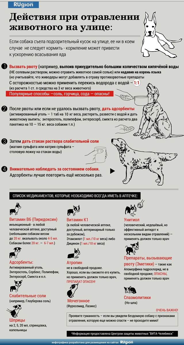 Отравление у собаки — симптомы, лечение в домашних условиях