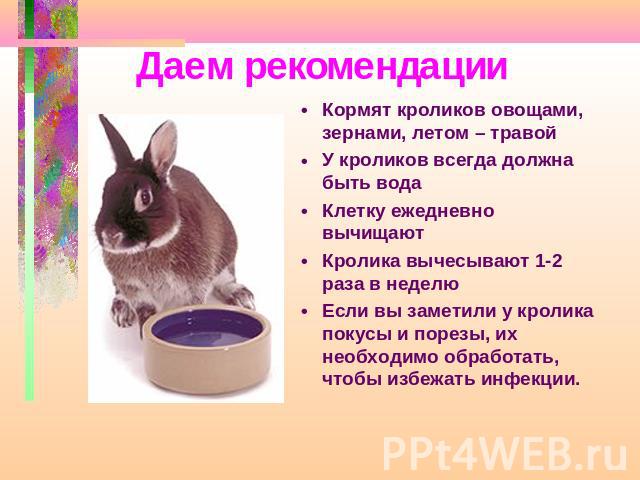 Чем и как правильно кормить кролей в домашних условиях