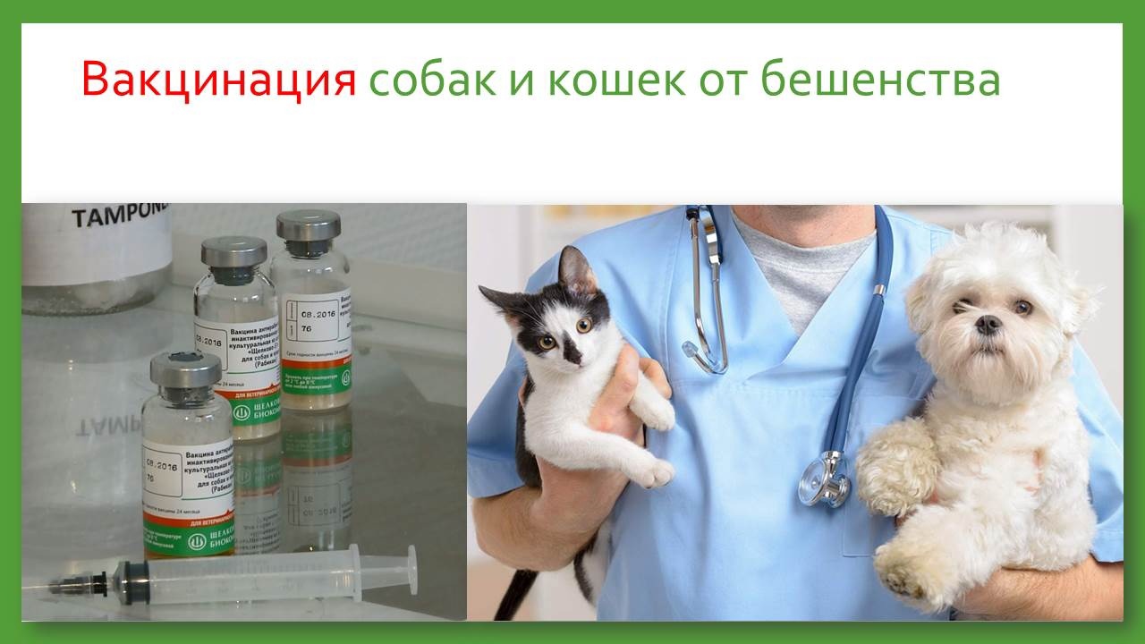 Вакцинация собак и кошек картинки