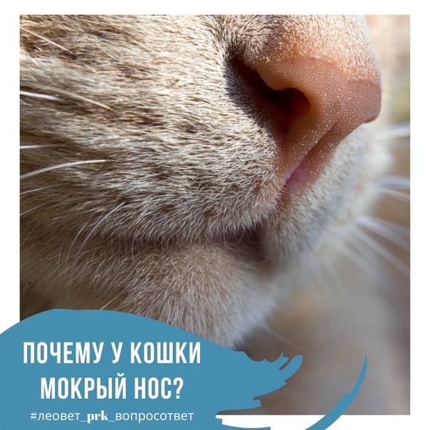 Мокрый нос у кошки: что это значит, причины
