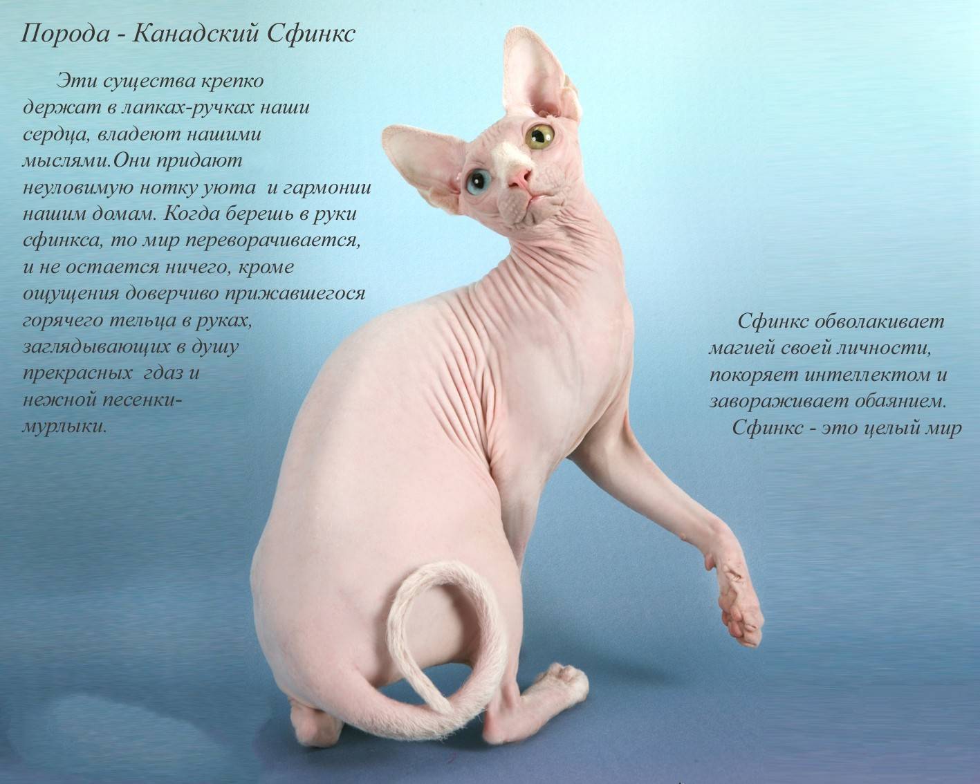 Канадский сфинкс