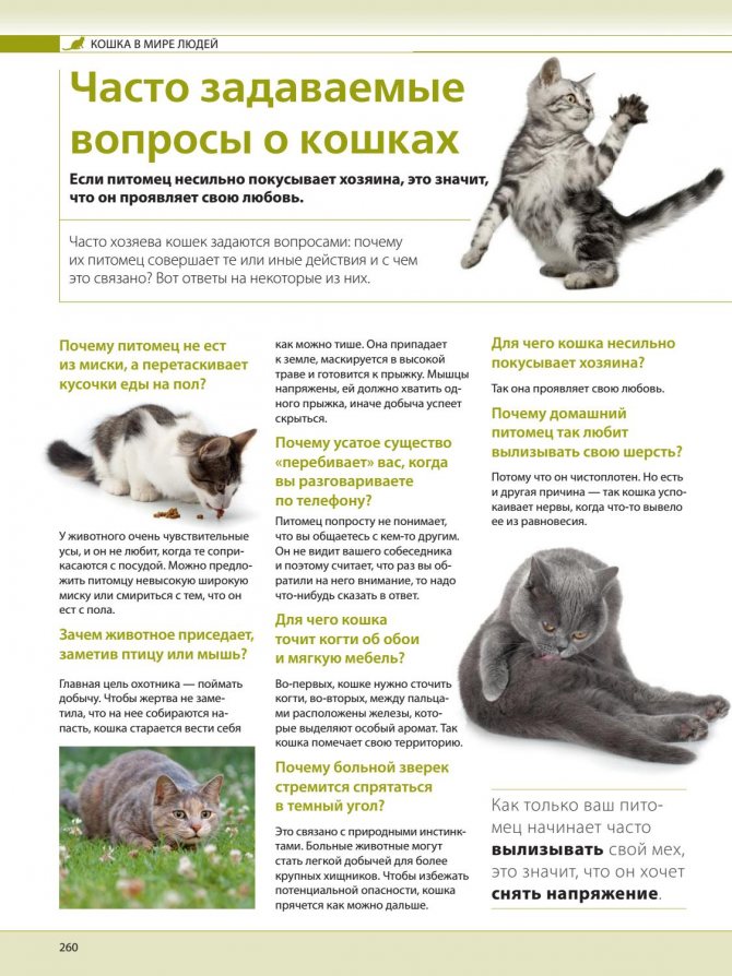 Каких ошибок часто допускаются владельцы котов и кошек
