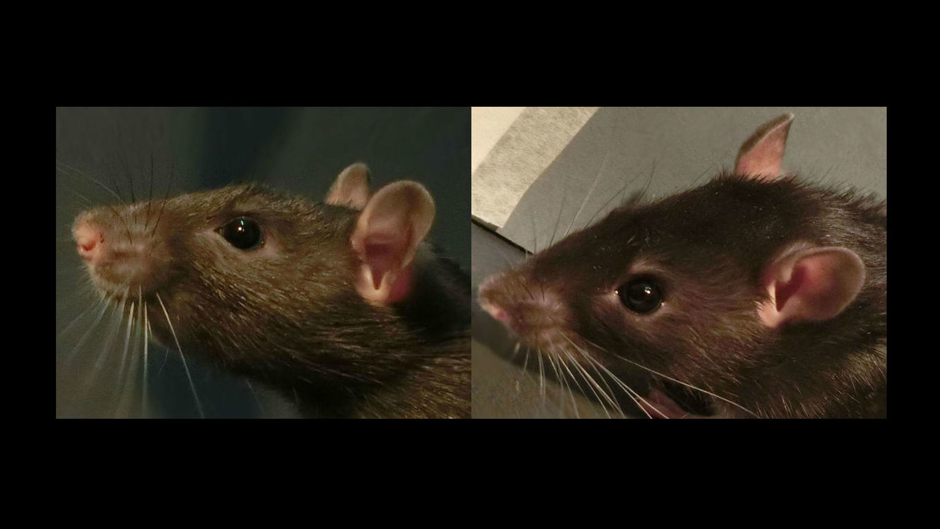  «крысиный язык»: как научиться понимать свою декоративную крысу
