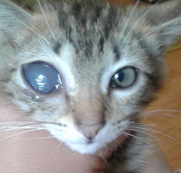 Бельмо на глазу у кошки: причины, диагностика, лечение