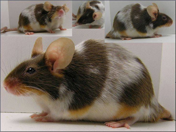 Породы декоративных крыс: описание и отличия видов домашних грызунов