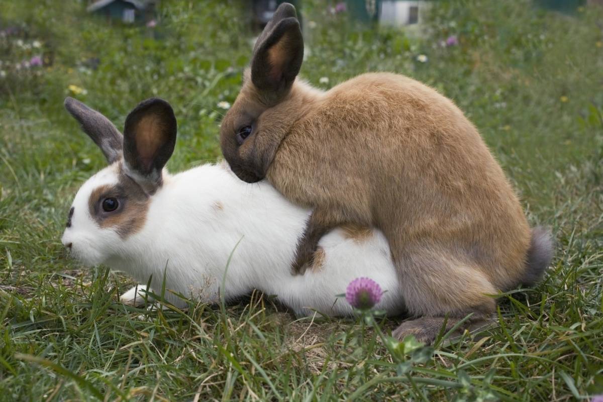 Спаривание (случка) кроликов в домашних условиях, правила