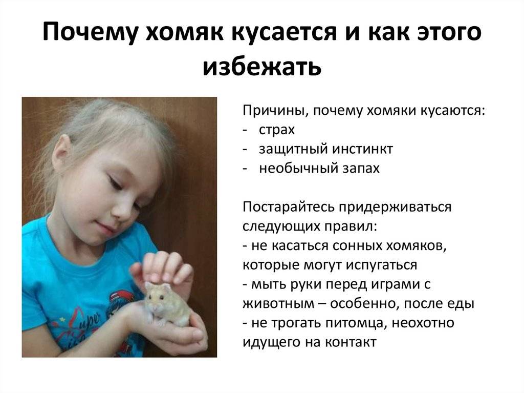 Что делать если укусил сирийский хомяк medistok.ru - жизнь без болезней и лекарств medistok.ru - жизнь без болезней и лекарств