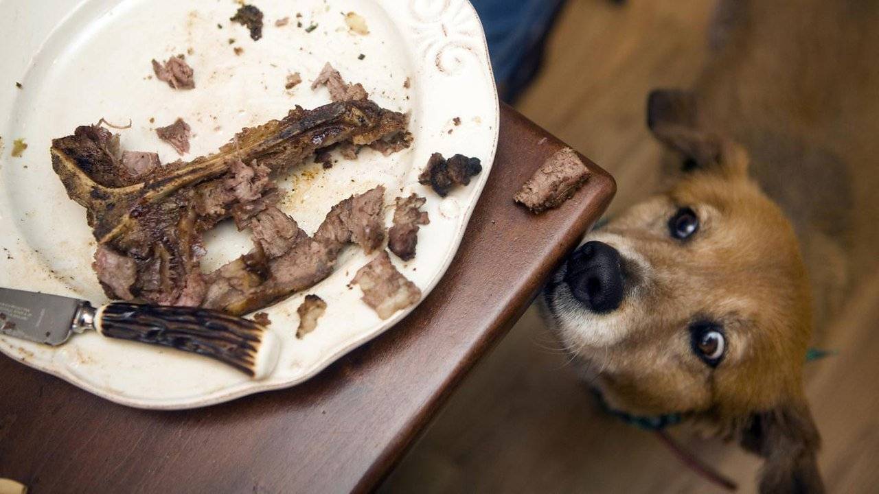 Можно ли собакам кости: мнения ветеринаров вц “росвет”