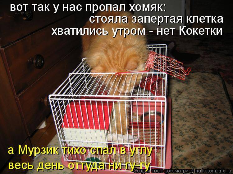 Почему хомяк не спит в домике