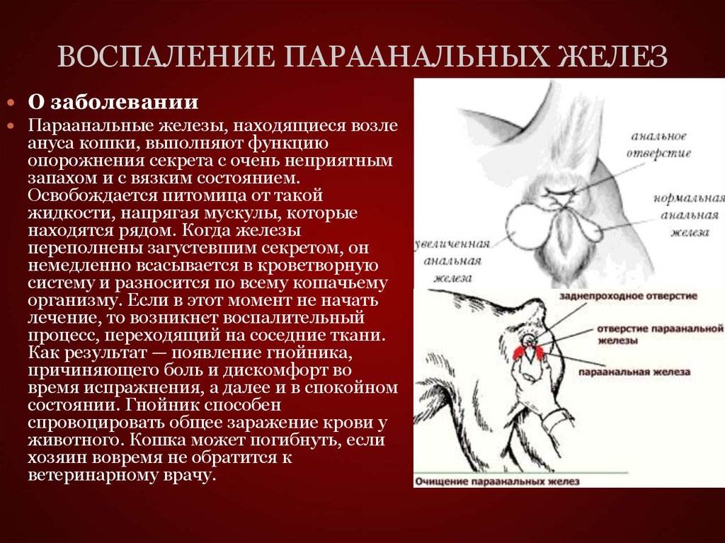 Воспаление параанальной железы у собаки — симптомы и лечение