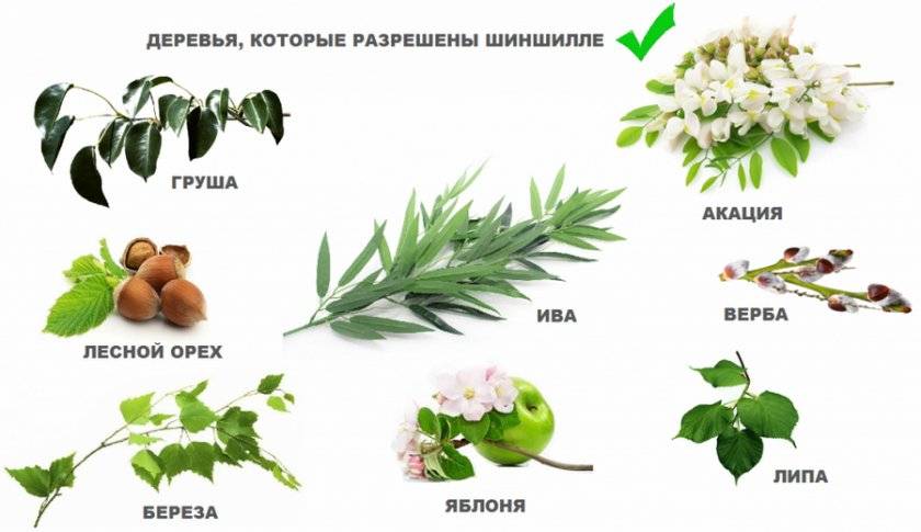 Кормление кроликов