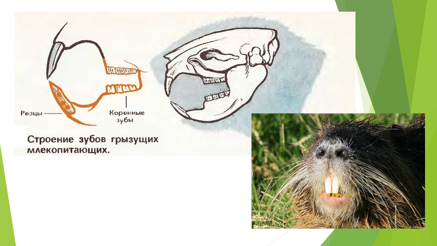 Описание и болезни зубов морских свинок