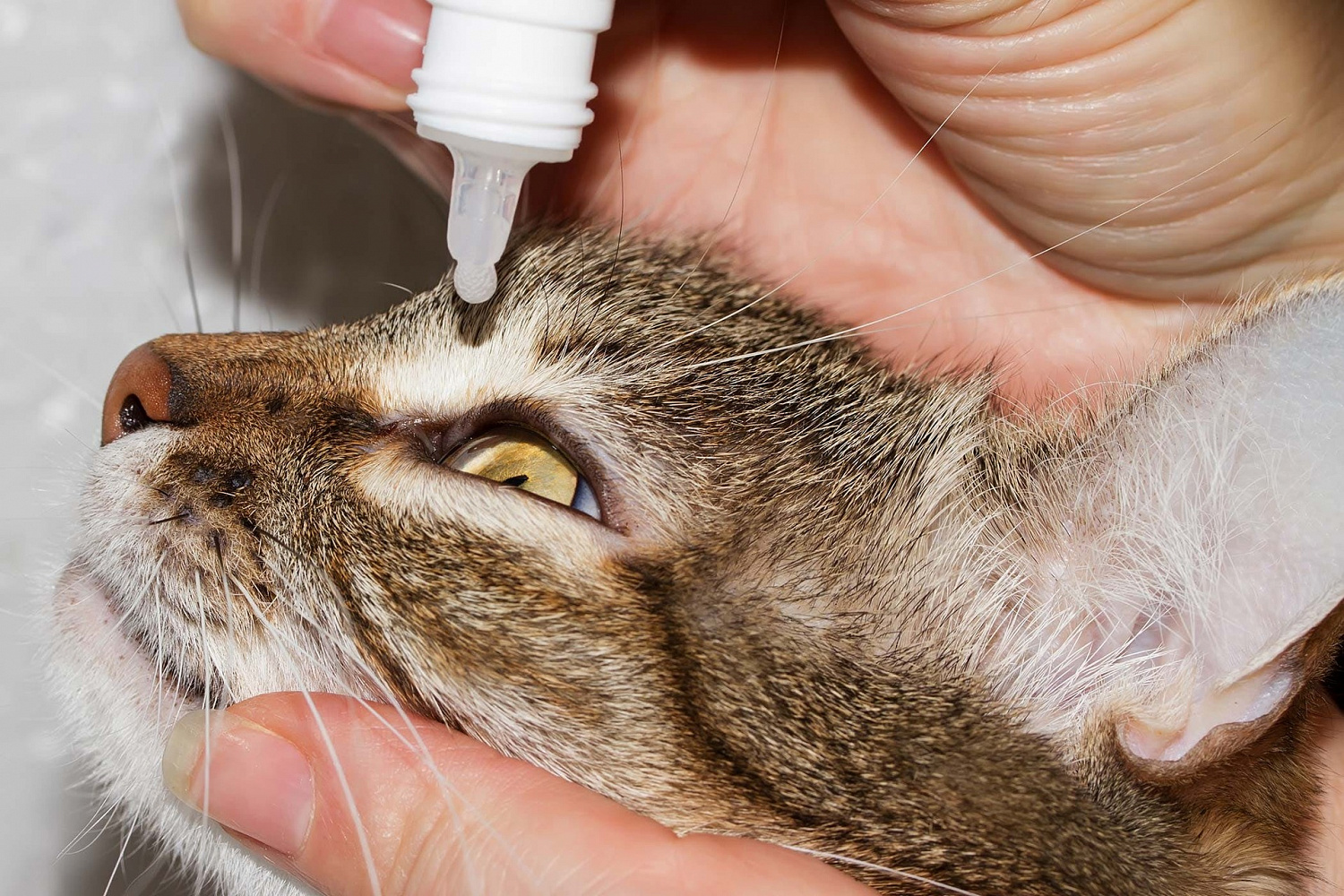 Коричневый налет в ушах у кошки: на что может указывать | звери дома