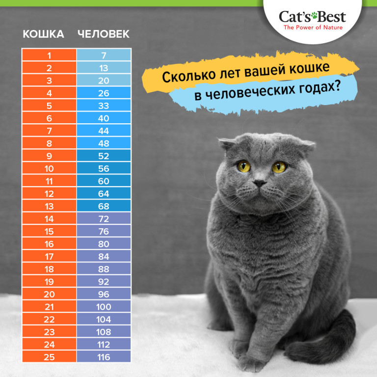 Сколько живут кошки и кот, средняя продолжительность жизни в домашних условиях, таблица по породам