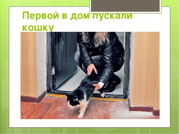 ᐉ адаптация кошки в новом доме - ➡ motildazoo.ru