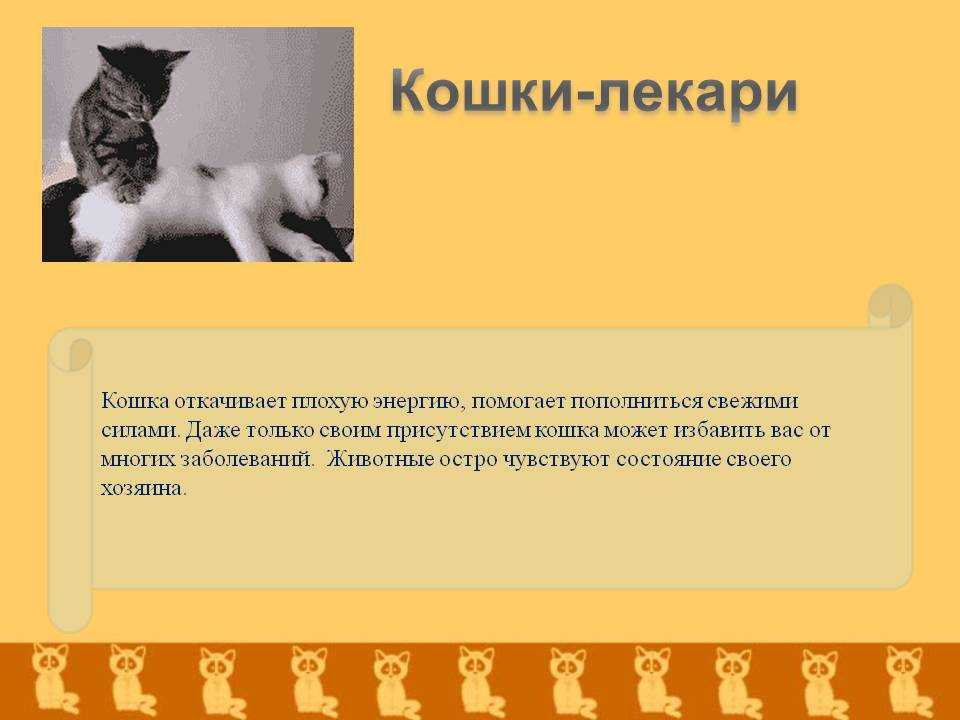 Лечение кошками. какая порода, какие болезни лечит