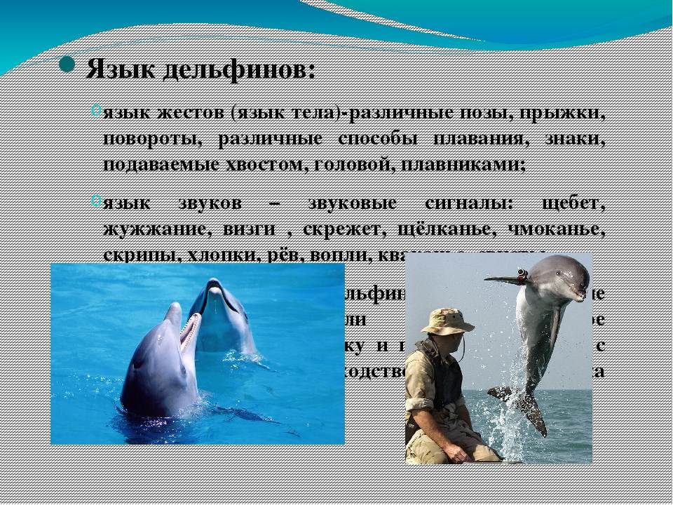Дельфины – не рыбы и другие интересные факты об этих китообразных - яблык: технологии, природа, человек