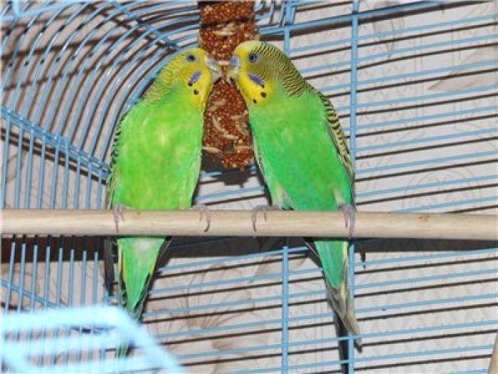 Разведение попугаев в домашних условиях: все этапы разведения