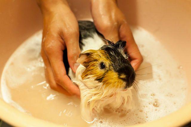 Как купать домашнюю декоративную крысу